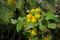 Mahonia