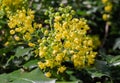 Mahonia aquifolium, Berberidaceae in the botany in Poland