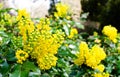 Mahonia aquifolium, Berberidaceae in the botany in Poland