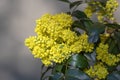 Mahonia aquifolium in bloom, yellow flowering plant called oregon grape, pinnate green leaves and cluster of yellow flowers Royalty Free Stock Photo