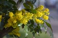 Mahonia aquifolium in bloom, yellow flowering plant called oregon grape, pinnate green leaves and cluster of yellow flowers Royalty Free Stock Photo