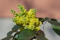 Mahonia aquifolium in bloom, yellow flowering plant called oregon grape, pinnate green leaves and cluster of yellow flowers Royalty Free Stock Photo