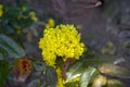 Mahonia aquifolium in bloom, yellow flowering plant called oregon grape, pinnate green leaves and cluster of yellow flowers Royalty Free Stock Photo