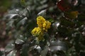 Mahonia aquifolium blossom in the spring park Royalty Free Stock Photo