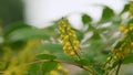 Mahonia Aquifolium On A Branch In Spring. Yellow Flowers Oregon Grape In Spring Garden. Close up. Royalty Free Stock Photo