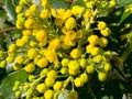 Mahonia aquifolium. Bright yellow flowers mahonia japonica bush