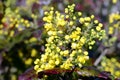 Mahonia aquifolium flowers Royalty Free Stock Photo