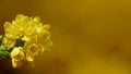 Mahonia aquifolium flowers in bloom Royalty Free Stock Photo