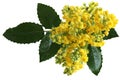 Mahonia aquifolium Flowers