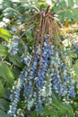 Mahonia Aquifolium