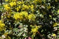 Mahonia aquifolium in bloom in spring