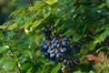 Mahonia aquifolium, holly-leaved berberry berries closeup selective focus Royalty Free Stock Photo