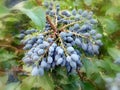 Mahonia aquifolium (Oregon grape) Royalty Free Stock Photo