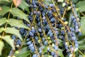 Mahonia aquifolium, Oregon grape berries in garden