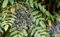 Mahonia aquifolium, Oregon grape berries in garden