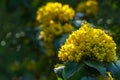 Mahonia aquifolium or Oregon grape blossom in spring garden. Royalty Free Stock Photo