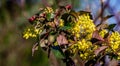 Mahonia aquifolium or Oregon grape blossom in spring garden. Soft selective focus of bright yellow flowers Royalty Free Stock Photo