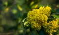 Mahonia aquifolium or Oregon grape blossom in spring garden. Soft selective focus of bright yellow flowers Royalty Free Stock Photo