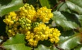 Mahonia aquifolium or Oregon grape blossom in spring garden. Soft selective focus of bright yellow flowers. Royalty Free Stock Photo