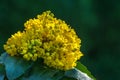 Mahonia aquifolium or Oregon grape blossom in spring garden. Soft selective focus of bright yellow flowers. Royalty Free Stock Photo