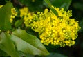 Mahonia aquifolium or Oregon grape blossom in spring garden. Soft selective focus of bright yellow flowers Royalty Free Stock Photo