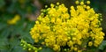 Mahonia aquifolium or Oregon grape blossom in spring garden. Soft selective focus of bright yellow flowers. Wonderful natural Royalty Free Stock Photo