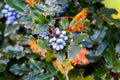 Mahonia aquifolium or Oregon grape blue berries autumn centered Royalty Free Stock Photo