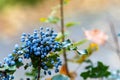 Mahonia aquifolium or Oregon grape blue berries autumn to the left Royalty Free Stock Photo