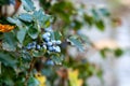 Mahonia aquifolium or Oregon grape blue berries autumn Royalty Free Stock Photo