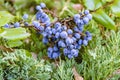 Mahonia aquifolium, the Oregon grape. blue berries on a green background Royalty Free Stock Photo