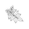 Mahonia aquifolium or Oregon grape branch with berries and leaves black and white line drawing.