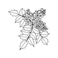 Mahonia aquifolium or Oregon grape branch with flowers and leaves black and white line drawing.