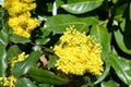 Mahonia aquifolium oregon grape bright yellow flowering in a spring sunny day. Royalty Free Stock Photo