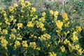 Mahonia aquifolium, oregon-grape bush with yellow flowers