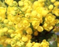 Mahonia aquifolium (Oregon grape) Royalty Free Stock Photo