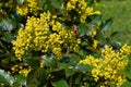 Mahonia aquifolium, oregon grape holly, an evergreen shrub is blooming with dense clusters of yellow flowers in the garden in Royalty Free Stock Photo