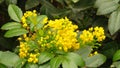 Mahonia aquifolium, Oregon grape or holly-leaved berberry bloom in spring