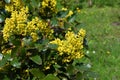 Mahonia aquifolium, Oregon grape mahonia or holly-leaved berberry blooming in the garden. Ornamental evergreen mahonia aquifolium Royalty Free Stock Photo