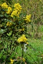 Mahonia aquifolium, Oregon grape mahonia or holly leaved berberry blooming in the spring garden Royalty Free Stock Photo