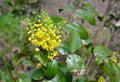 Mahonia aquifolium, Oregon grape mahonia or holly-leaved berberry blooming in the spring garden. Mahonia is an evergreen shrub Royalty Free Stock Photo