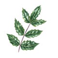 Mahonia aquifolium. Oregon grape leaf. Holly leaves. Evergreen shrub. Shiny green brunch. Watercolor illustration isolated on