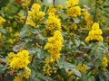 Mahonia aquifolium - Oregon grape