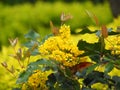 Mahonia aquifolium - Oregon grape