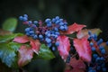 Mahonia aquifolium Oregon-grape or Oregon grape, blue fruits and green and red leaves in autumn