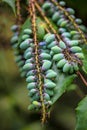 Mahonia aquifolium, the Oregon grape, plant in close-up view on Royalty Free Stock Photo