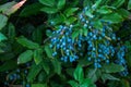 Mahonia aquifolium or Oregon grape. Ripe berries and leaves of Mahonia aquifolium Royalty Free Stock Photo