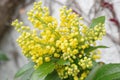 Mahonia aquifolium oregon grape Royalty Free Stock Photo