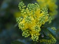 Mahonia aquifolium oregon grape Royalty Free Stock Photo