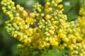 Mahonia aquifolium oregon grape