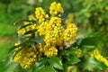 Mahonia aquifolium oregon grape Royalty Free Stock Photo